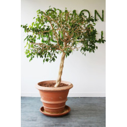 Ficus pot terre cuite