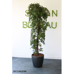 Pot avec ficus artificiel