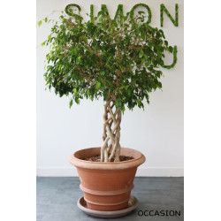 Ficus pas cher