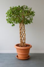 ficus pas cher terre cuite occasion