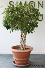 ficus Benjamina pas cher pot