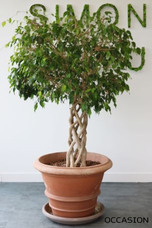 ficus Benjamina pas cher pot