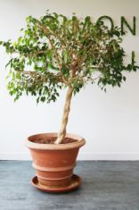 ficus benjamina pot terre cuite
