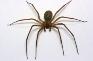 phobie araignée au bureau