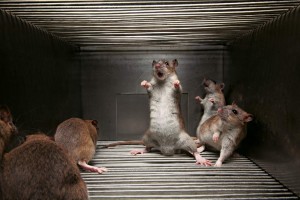 phobie des souris